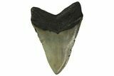 Fossil Megalodon Tooth - North Carolina #299402-2